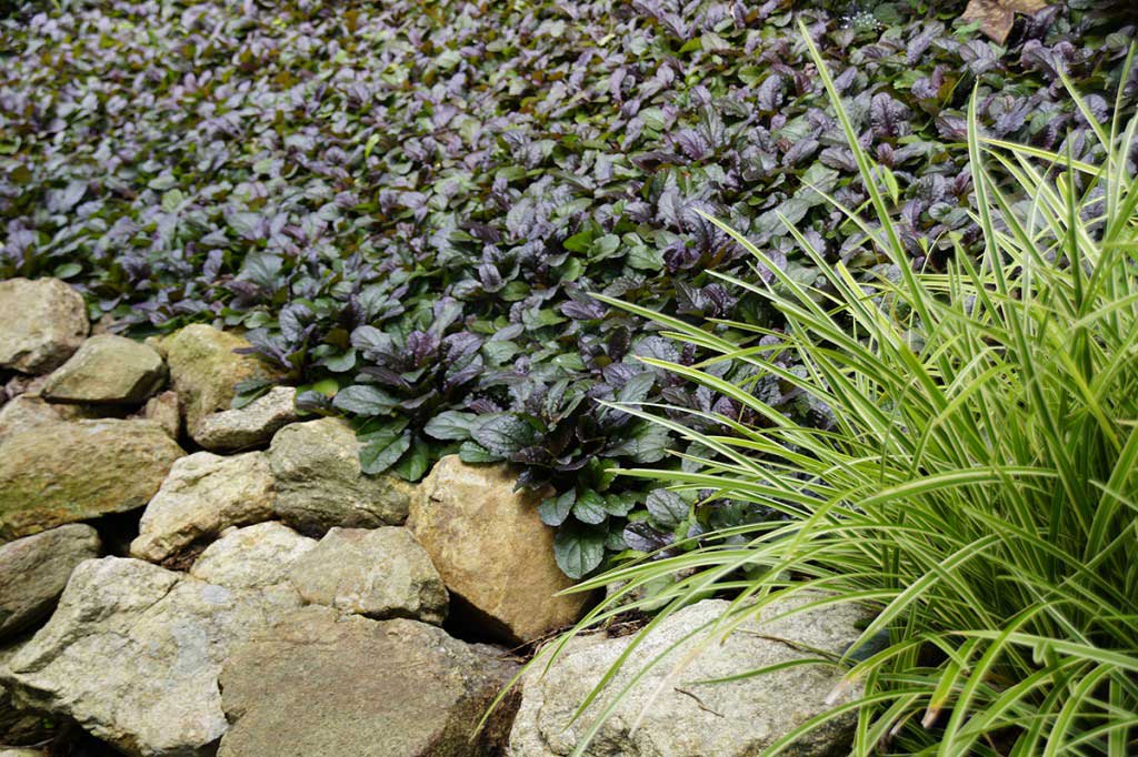 Choice Ground Covers, Is Ajuga A Good Ground Cover