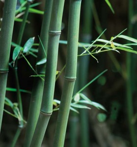 Eric professes that if you have an understanding of bamboo, it’s relatively easy to tame and control. The process begins in the spring, when new shoots emerge.  