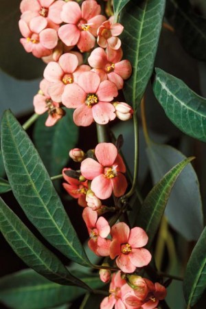 Dainty-flowered Euphorbia