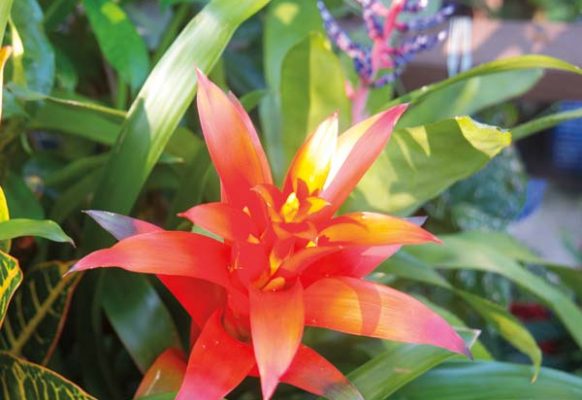 Bromeliads are a very adaptable plant. Native to South and Central America, as well as the southern and southwestern regions of the United States, they thrive in valleys and mountain tops, as well as in rainforests and deserts.