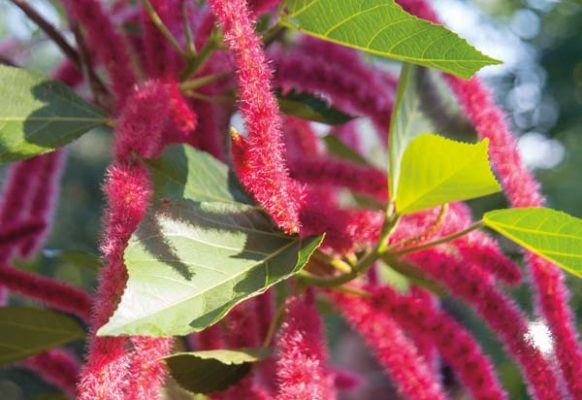 Acalypha hispida, which is commonly known as chenille plant, Philippines Medusa and red-hot cattails, is a flowering shrub that is native to Hawaii and Oceania.