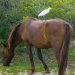 An egret catches a ride on a local wild horse. While the horses are free to wander where they may, humans are warned to keep their distance (50 feet) as the horses can be unpredictable and even dangerous.