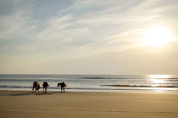Wild horses are a daily sight on the beaches of Corolla and Carova, two of the northern-most getaways on the Outer Banks of North Carolina.