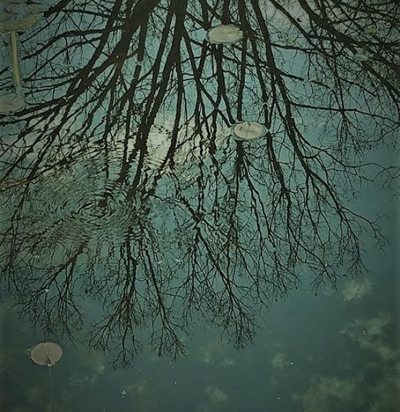 rippled-tree-reflection-pool-2