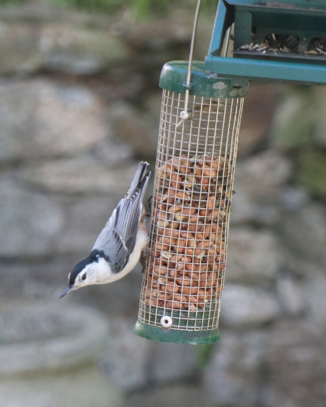 Attracting Birds  Celebrate Urban Birds