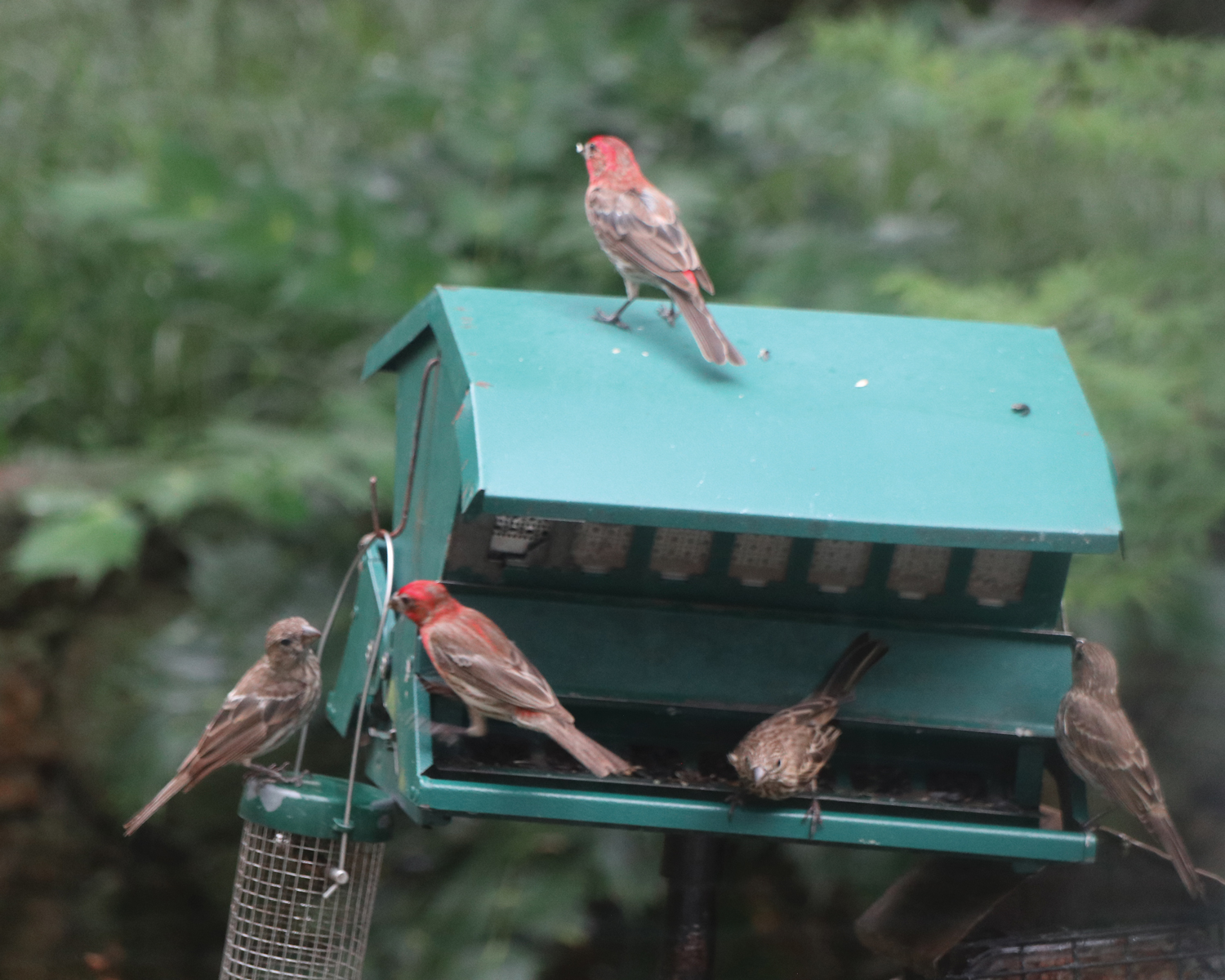 Attracting Birds  Celebrate Urban Birds